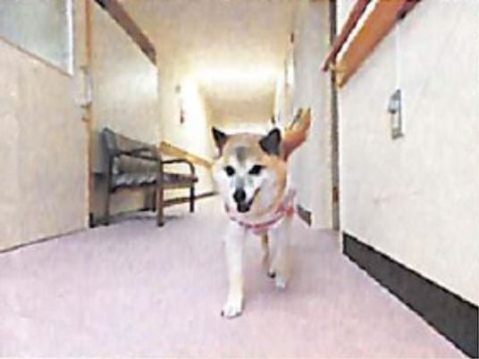 廊下を歩く犬