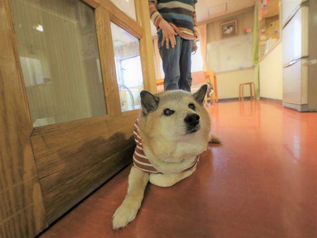 廊下にいる犬と人 ペット ゆったりとした廊下には、慣れ親しんだ犬がくつろぎながら皆様をお出迎え。穏やかな日常が垣間見える、心温まる場所です。
