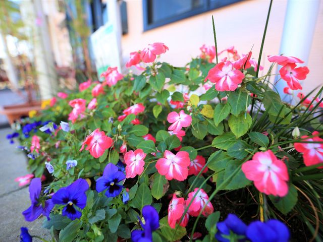 施設前のカラフルな花壇 花壇 エントランスを飾る色とりどりの花々が、毎日の出勤を明るく彩ります。
