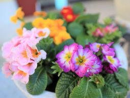 色とりどりの鮮やかな花々