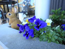 うさぎと青い花の中庭