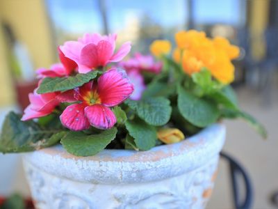 カラフルな鉢植えの花