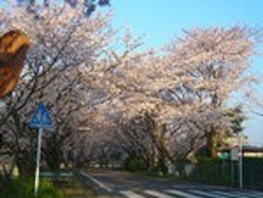 桜が咲く清々しい道