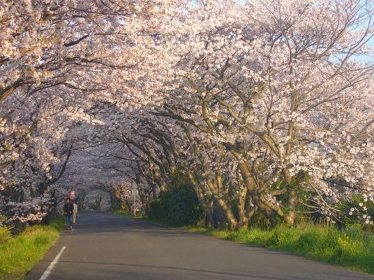 桜並木が彩る通り