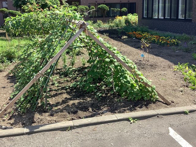 野菜を育てる中庭  