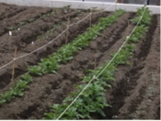 手入れされた施設の庭