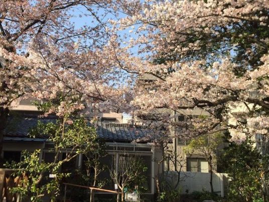桜咲く庭