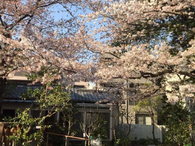 桜咲く庭