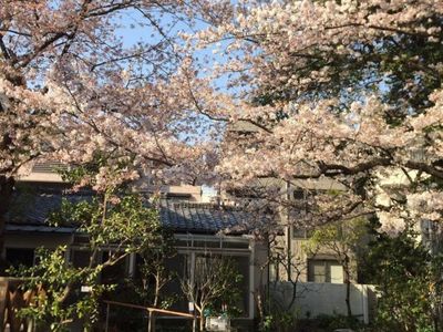 桜咲く庭