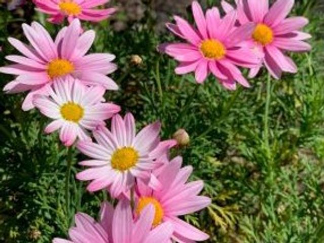 美しい花の庭