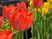 色とりどりの花壇