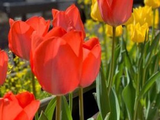 色とりどりの花壇