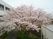 桜が見える中庭  