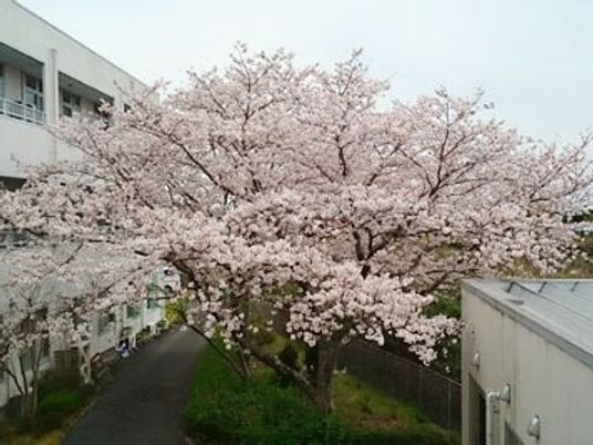 桜が見える中庭  
