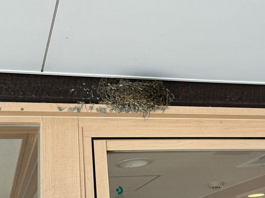 軒下のツバメの巣  