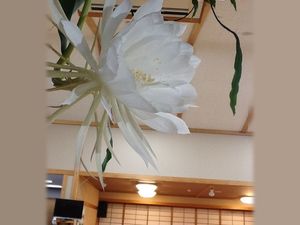 大きな花飾りのある天井  