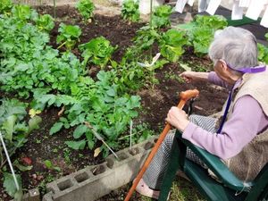 庭で野菜を育てる高齢者