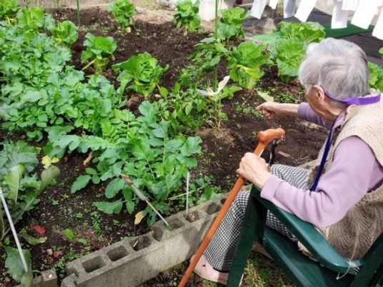 庭で野菜を育てる高齢者