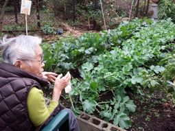 おばあちゃんが野菜を見る