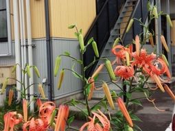 彩り鮮やかな花と建物