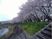 桜並木と川の風景
