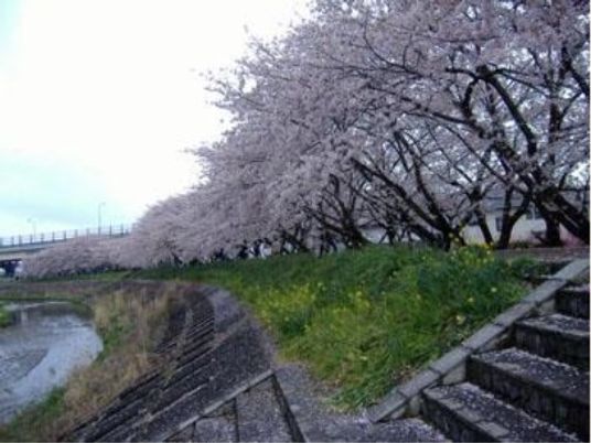 桜並木と川の風景