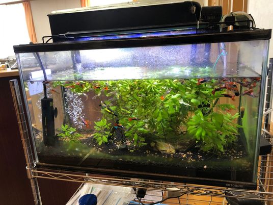 熱帯魚が泳ぐ水槽