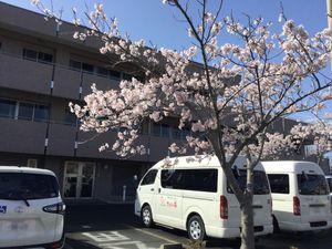 桜咲く外観