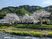 桜と建物の外観