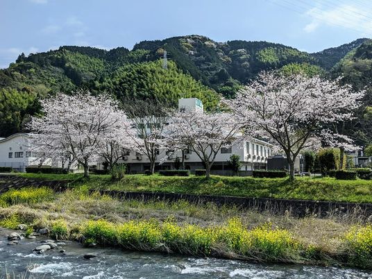 桜と建物の外観