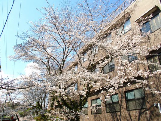 桜に囲まれた建物外観  