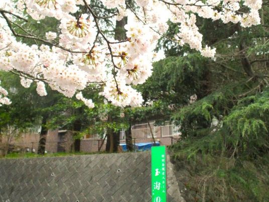 桜と緑の外観  