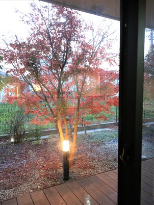 紅葉する木が見える窓越し