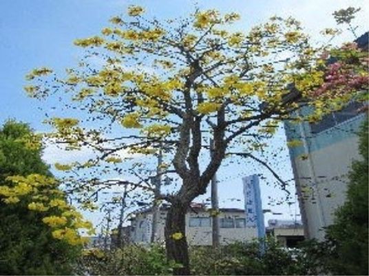 春の中庭の風景