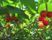 熟した赤い果実と緑の葉