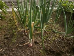 土で育つ新鮮な野菜
