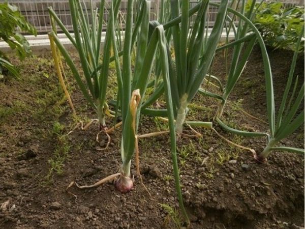 土で育つ新鮮な野菜