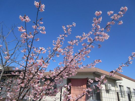 桜が見える建物外観  