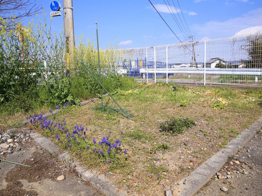 春の花咲く小さな庭