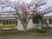 桜のある建物外観  