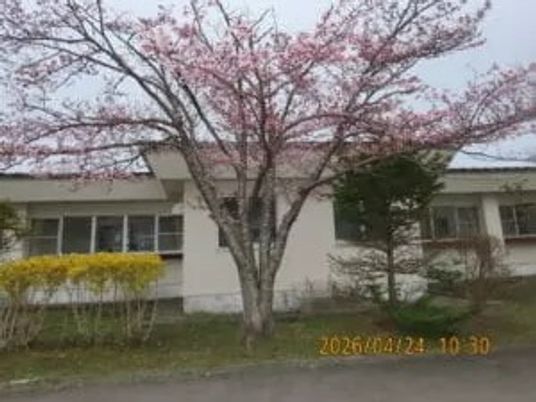 桜のある建物外観  