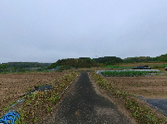 ゆったりとした散歩道
