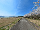 桜並木の散策道